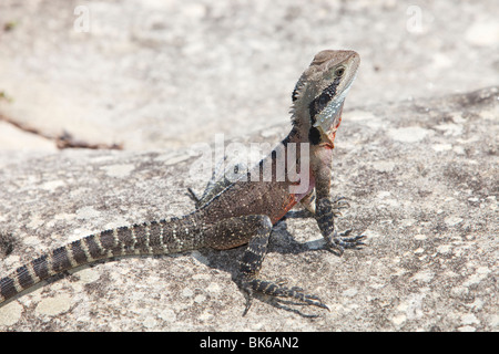 Eine östliche Water Dragon Eidechse sonnen sich in der Nähe von Manly Beach, Sydney, Australien. Stockfoto