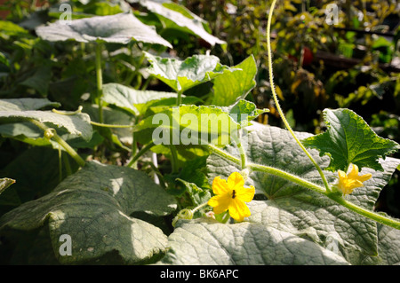 Gurke Pflanzenblüten auf einen Gemüsegarten Stockfoto