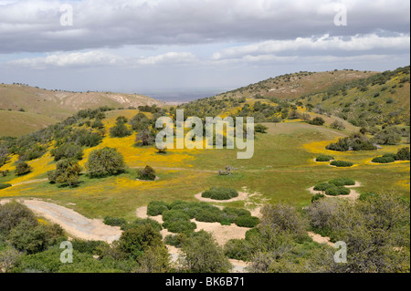 Bunte Hang mit Goldfields (asteraceae lasthenia) entlang der Autobahn 58, Kern County, ca 100411 35297 Stockfoto