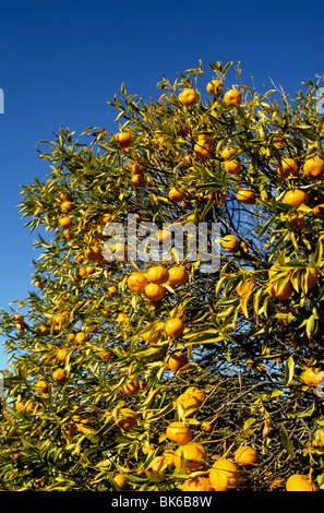 Reifer Orangen wachsen wild an einem Baum im Süden Portugals Stockfoto