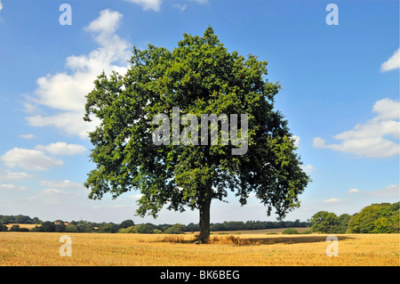 Exemplar der klassischen Eichenbaumform steht allein auf einem ländlichen Stoppeln-Ackerfeld in der Nähe von Brentwood Essex auf der Landschaft des blauen Himmels Sommertagslandschaft England Großbritannien Stockfoto