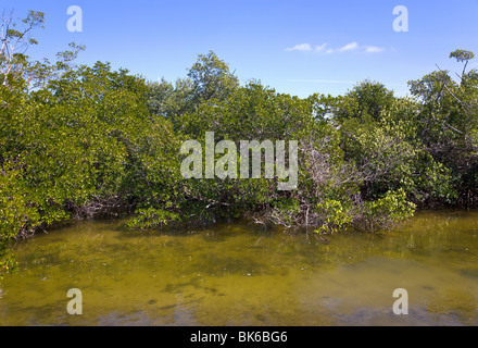 Mangroven, J N Ding Darling Wildlife Refuge 'Sanibel Island', Florida, USA Stockfoto