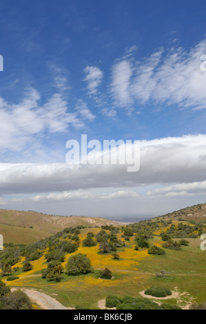 Bunte Hang mit Goldfields (asteraceae lasthenia) entlang der Autobahn 58, Kern County, ca 100411 35300 Stockfoto