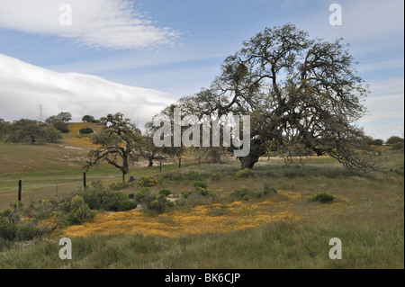 Bunte Hang mit Goldfields (asteraceae lasthenia) entlang der Autobahn 58, Kern County, ca 100411 35311 Stockfoto