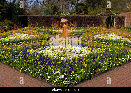 Frühling Blumen und Narzissen im ummauerten Garten RHS Wisley Surrey England Bettwäsche Stockfoto