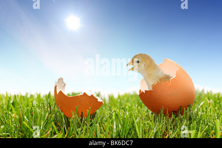 Ein Blick auf ein Baby Huhn auf dem grünen Rasen Stockfoto