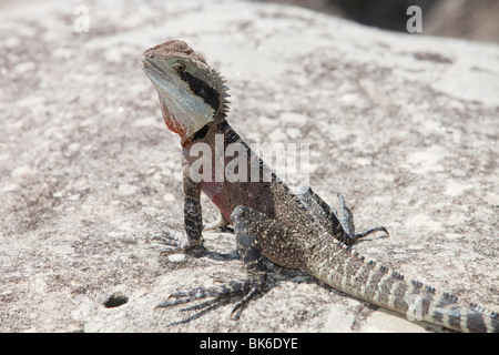 Eine östliche Water Dragon Eidechse sonnen sich in der Nähe von Manly Beach, Sydney, Australien. Stockfoto