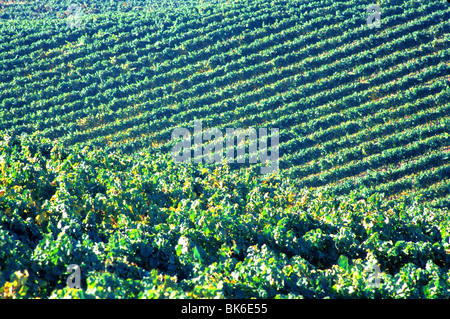 Weingut in Napa Valley in Kalifornien Stockfoto