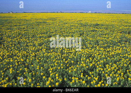 junge Blütenpflanzen Saflor California Stockfoto