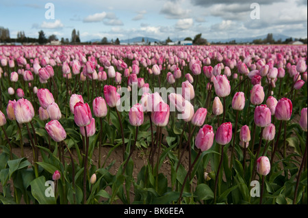 April ist die Tulpe Zeit im Skagit Valley, in der Nähe von Mount Vernon, Washington. Dies wurde während ihren Höhepunkt im RoozenGaarde Garten aufgenommen. Stockfoto