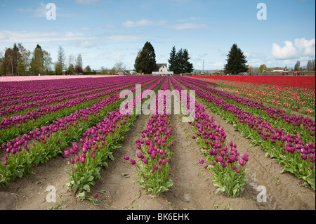 April ist die Tulpe Zeit im Skagit Valley, in der Nähe von Mount Vernon, Washington. Dies wurde während ihren Höhepunkt im RoozenGaarde Garten aufgenommen. Stockfoto