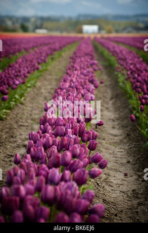 April ist die Tulpe Zeit im Skagit Valley, in der Nähe von Mount Vernon, Washington. Dies wurde während ihren Höhepunkt im RoozenGaarde Garten aufgenommen. Stockfoto