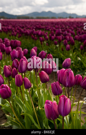 April ist die Tulpe Zeit im Skagit Valley, in der Nähe von Mount Vernon, Washington. Dies wurde während ihren Höhepunkt im RoozenGaarde Garten aufgenommen. Stockfoto