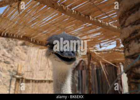 Strauß Stockfoto