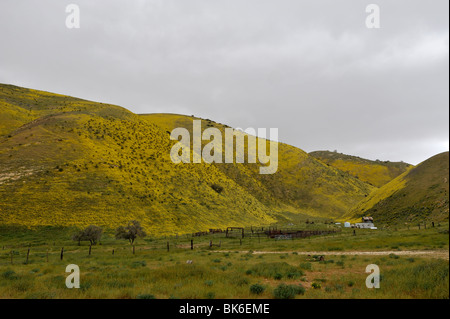 Farm arbeiten mit bunten Hügel mit Goldfields (asteraceae lasthenia) entlang der Autobahn 58, Kern County, ca 100411 35312 Stockfoto