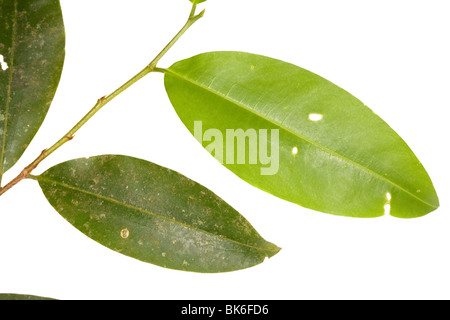 Kokablatt (Erythroxylum SP.) aus einem Strauch wächst im Regenwald Ecuadors. Stockfoto