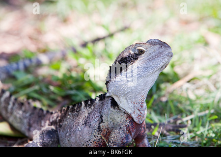 Eine östliche Water Dragon Eidechse sonnen sich in der Nähe von Manly Beach, Sydney, Australien. Stockfoto