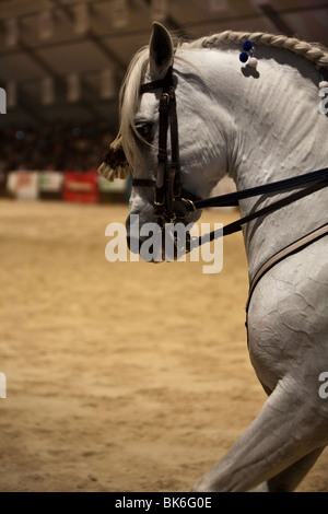 Ausstellung Pferdesport rein spanische Pferde, Detail Stockfoto