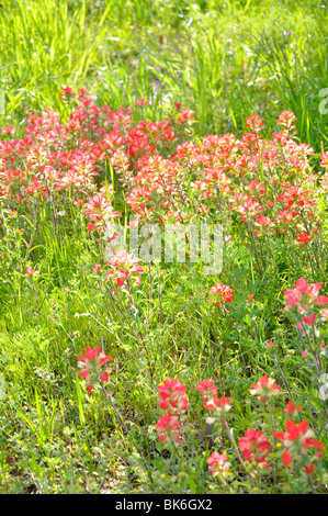 Texas-Blumen Stockfoto