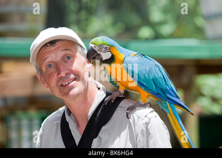 Eine blaue und gelbe Aras (Ara Ararauna) bei Vogelwelt in Kuranda, thront mit einem Touristenvisum, Queensland, Australien. Stockfoto