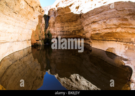 Israel, Negev-Wüste, Ein Avdat (oder Ein Ovdat) Natur-Wasserbecken an der Oase in der Wüste Stockfoto