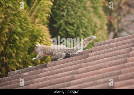 Graue Eichhörnchen auf Ziegeldach Stockfoto