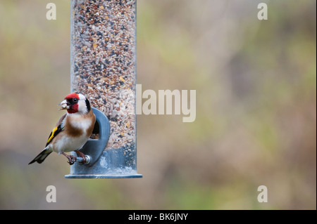 Stieglitz auf ein Futterhäuschen für Vögel Samen Stockfoto