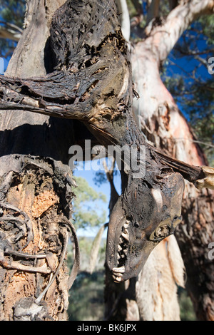 Wilde Hunde erschossen und auf eine Straße Seite Baum in der Nähe von Lake Eucumbene, Australien, von einem Landwirt, dessen Schafe angegriffen wurden, aufgehängt Stockfoto