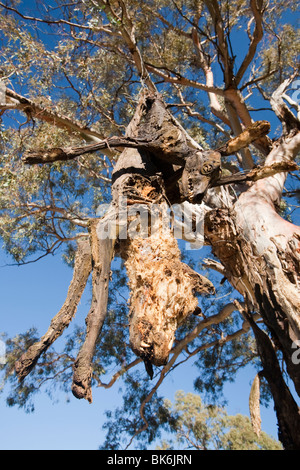 Wilde Hunde erschossen und auf eine Straße Seite Baum in der Nähe von Lake Eucumbene, Australien, von einem Landwirt, dessen Schafe angegriffen wurden, aufgehängt Stockfoto