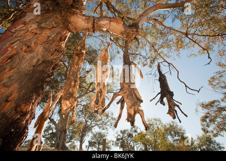 Wilde Hunde erschossen und auf eine Straße Seite Baum in der Nähe von Lake Eucumbene, Australien, von einem Landwirt, dessen Schafe angegriffen wurden, aufgehängt Stockfoto