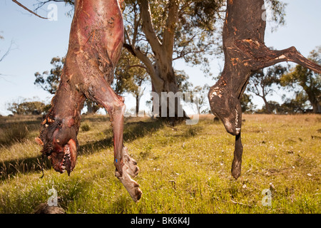 Wilde Hunde erschossen und auf eine Straße Seite Baum in der Nähe von Lake Eucumbene, Australien, von einem Landwirt, dessen Schafe angegriffen wurden, aufgehängt Stockfoto