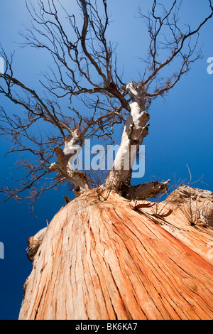 Eukalyptus-Bäume getötet von der Dürre in der Nähe von Lake Eucumbene in New South Wales, Australien. Stockfoto