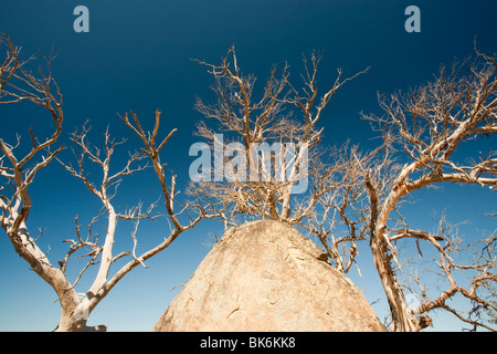 Eukalyptus-Bäume getötet von der Dürre in der Nähe von Lake Eucumbene in New South Wales, Australien. Stockfoto