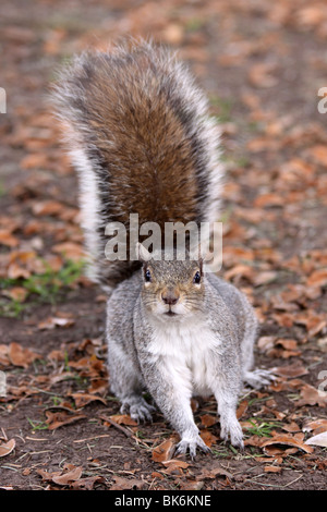 Neugierige graue Eichhörnchen Sciurus Carolinensis genommen im Grosvenor Park, Chester, UK Stockfoto