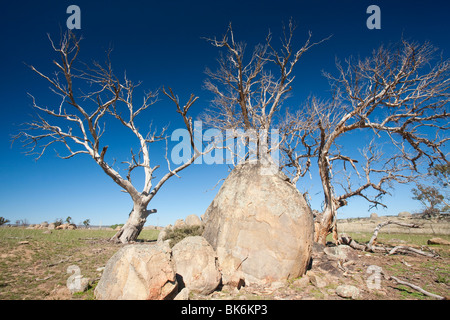 Eukalyptus-Bäume getötet von der Dürre in der Nähe von Lake Eucumbene in New South Wales, Australien. Stockfoto