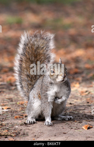 Graue Eichhörnchen Sciurus Carolinensis Holding Nuss genommen im Grosvenor Park, Chester, UK Stockfoto