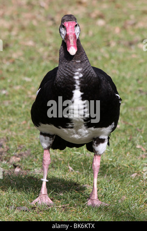 Sporn-winged Gans Plectropterus Gambensis stehend Facing Kamera bei Martin bloße WWT, Lancashire UK schwarz Stockfoto