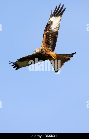 Rote Drachen Milvus Milvus In Flug gegen A Blue Sky Stockfoto