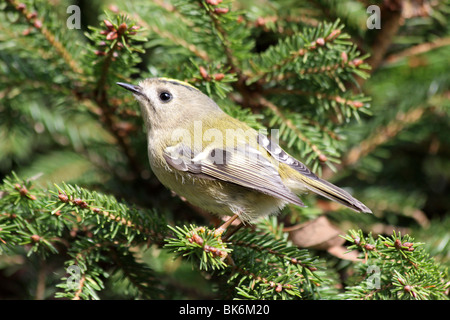 Goldcrest Regulus Regulus genommen im Grosvenor Park, Chester, UK Stockfoto