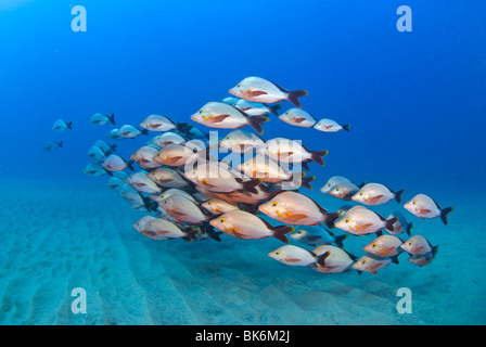 Schule der Red Snapper, Südafrika, Indian Ocea Stockfoto