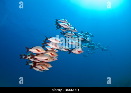 Schule der Red Snapper, Südafrika, Indian Ocea Stockfoto