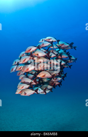 Schule der Red Snapper, Südafrika, Indian Ocea Stockfoto