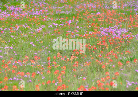 Texas-Blumen Stockfoto