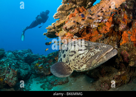 Kartoffel-Kabeljau und Taucher, Epinephelus Tukula, Süd Afrika, Indischer Ozean Stockfoto