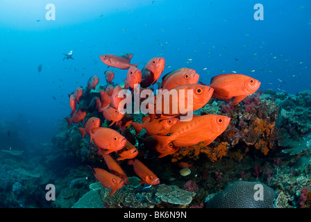 Schule des großen Auge Schnapper, Südafrika, Indian Ocea Stockfoto