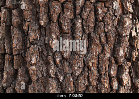 Alten gemeinsamen Schwarz-Erle Baumrinde Alnus glutinosa Stockfoto