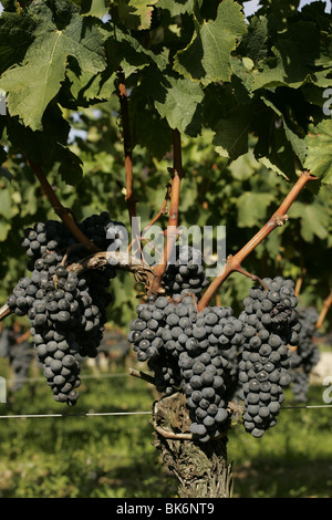 Merlot-Trauben an Chateau Petrus Pomerol, Bordeaux, Frankreich Stockfoto