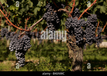 Merlot-Trauben an Chateau Petrus Pomerol, Bordeaux, Frankreich Stockfoto