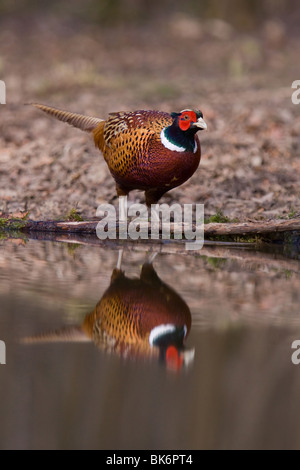 Fasan, Phasianus Colchicus, Reflexion im Wald-pool Stockfoto
