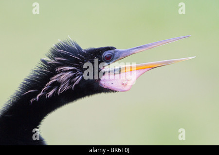 Männliche Anhinga Berufung Stockfoto